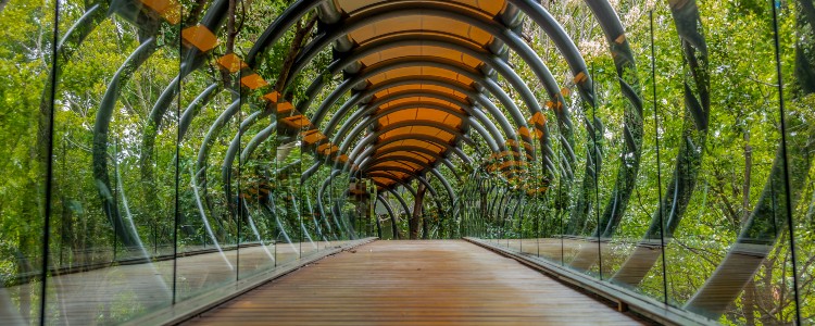 A modern glass and wood pedestrian bridge surrounded by lush greenery, featuring a curved, elegant design.